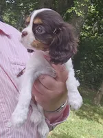 Sparkler , a female Cavalier King Charles Spaniel for sale in Lancaster, OH – 5 of 7