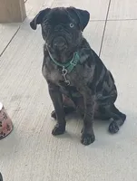 Pepper akc, a male Pug for sale in Lancaster, OH – 5 of 6