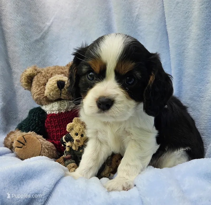 Boyds Bear akc  – Cavalier King Charles Spaniel puppy for sale in Lancaster, OH