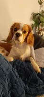 Ky, a male Cavalier King Charles Spaniel and Cavachon for sale in Lancaster, OH – 2 of 6