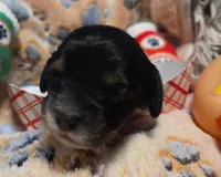Sausage Patty, a female Cavalier King Charles Spaniel and Miniature Dachshund for sale in Lancaster, OH – 10 of 10