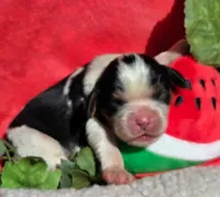 Merry Melon , a male Cavalier King Charles Spaniel for sale in Lancaster, OH – 3 of 10