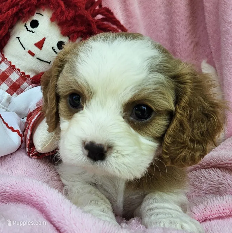 Raggedy Anne  – Cavalier King Charles Spaniel, Cavachon puppy on hold in Lancaster, OH