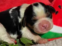 Merry Melon , a male Cavalier King Charles Spaniel for sale in Lancaster, OH – 8 of 10