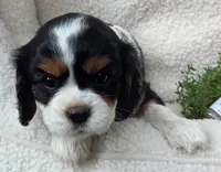 Marjoram , a female Cavalier King Charles Spaniel for sale in Lancaster, OH – 5 of 6