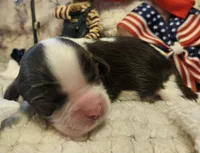 Patriot, a male Cavalier King Charles Spaniel for sale in Lancaster, OH – 6 of 10