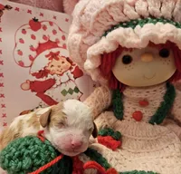 Strawberry Shortcake , a female Cavalier King Charles Spaniel and Cavachon for sale in Lancaster, OH – Photo 3 of 10
