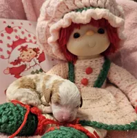 Strawberry Shortcake , a female Cavalier King Charles Spaniel and Cavachon for sale in Lancaster, OH – Photo 2 of 10
