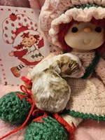 Strawberry Shortcake , a female Cavalier King Charles Spaniel and Cavachon for sale in Lancaster, OH – Photo 9 of 10