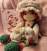 Strawberry Shortcake , a female Cavalier King Charles Spaniel and Cavachon for sale in Lancaster, OH – Photo 6 of 10