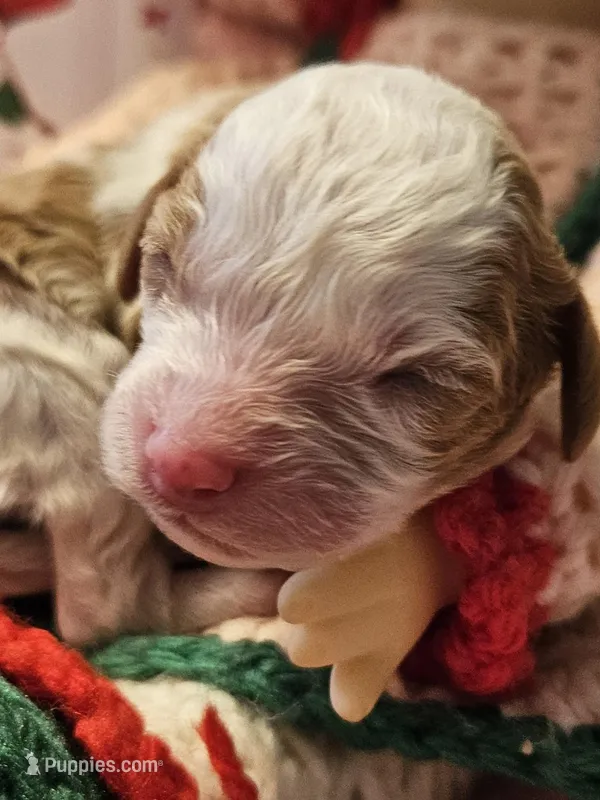 Strawberry Shortcake , a female Cavalier King Charles Spaniel and Cavachon for sale in Lancaster, OH – Photo 1 of 10