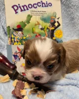 Pinocchio akc, a male Cavalier King Charles Spaniel for sale in Lancaster, OH – 4 of 8