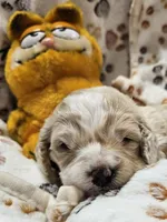 Garfield , a male Cavachon for sale in Lancaster, OH – Photo 4 of 9