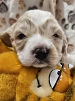 Garfield , a male Cavachon for sale in Lancaster, OH – Photo 2 of 9