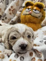 Garfield , a male Cavachon for sale in Lancaster, OH – Photo 8 of 9