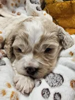 Garfield , a male Cavachon for sale in Lancaster, OH – Photo 6 of 9