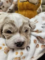 Garfield , a male Cavachon for sale in Lancaster, OH – Photo 5 of 9