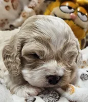 Garfield , a male Cavachon for sale in Lancaster, OH – Photo 7 of 9