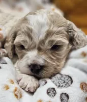 Garfield , a male Cavachon for sale in Lancaster, OH – Photo 9 of 9