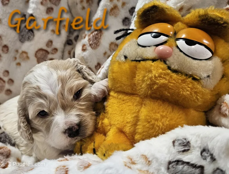 Garfield  – Cavachon puppy for sale in Lancaster, OH