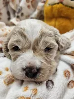 Garfield , a male Cavachon for sale in Lancaster, OH – Photo 3 of 9