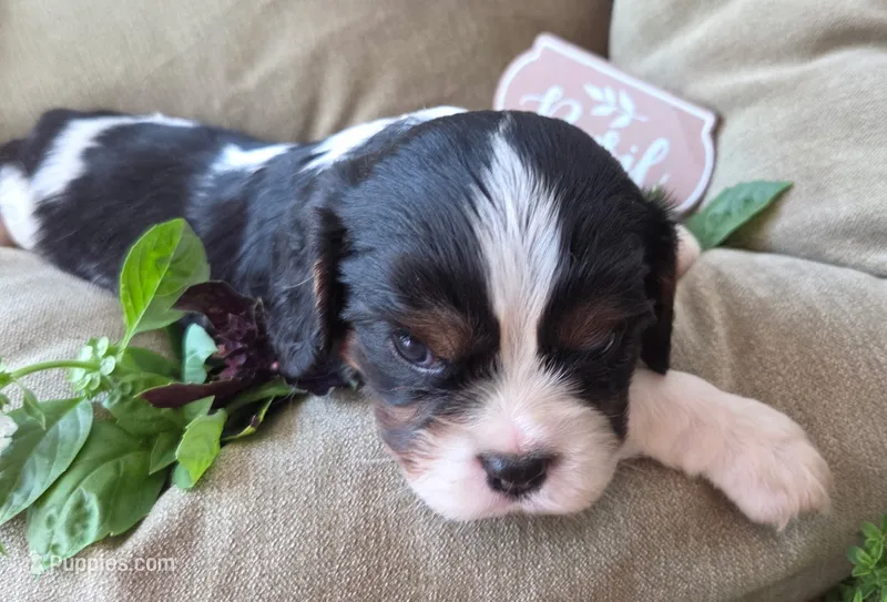 Basil – Cavalier King Charles Spaniel puppy for sale in Lancaster, OH