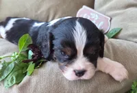 Basil, a male Cavalier King Charles Spaniel for sale in Lancaster, OH – 1 of 10