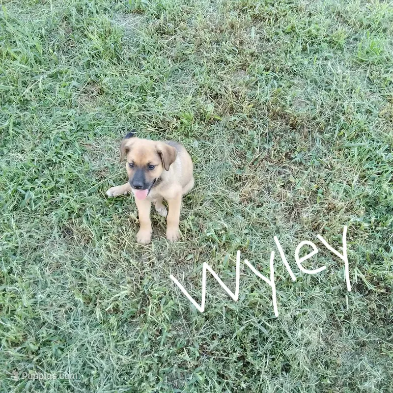 Wyley – German Shepherd Dog, Labradoodle puppy for sale in Lancaster, OH