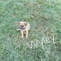 Wyley, a male German Shepherd Dog and Labradoodle for sale in Lancaster, OH – 1 of 3