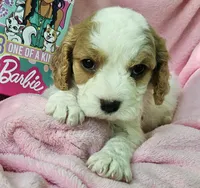 Barbie Doll, a male Cavalier King Charles Spaniel and Cavachon for sale in Lancaster, OH – 10 of 10