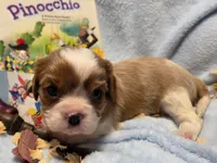 Pinocchio akc, a male Cavalier King Charles Spaniel for sale in Lancaster, OH – 5 of 8