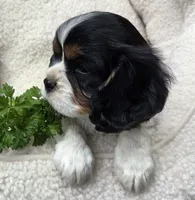 Parsley AKC chocolate carrier , a male Cavalier King Charles Spaniel for sale in Lancaster, OH – 9 of 9