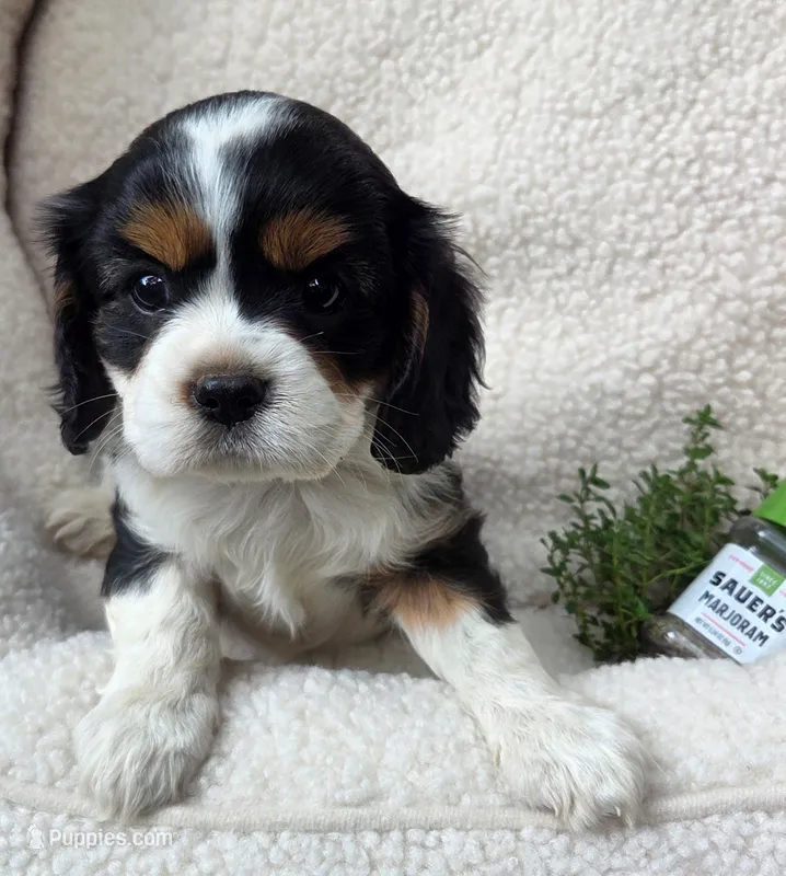 Marjoram  – Cavalier King Charles Spaniel puppy for sale in Lancaster, OH