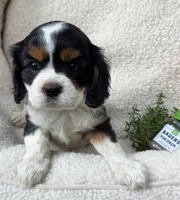 Marjoram , a female Cavalier King Charles Spaniel for sale in Lancaster, OH – 1 of 6