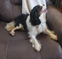 Winnie , a female Cavalier King Charles Spaniel for sale in Lancaster, OH – 8 of 10