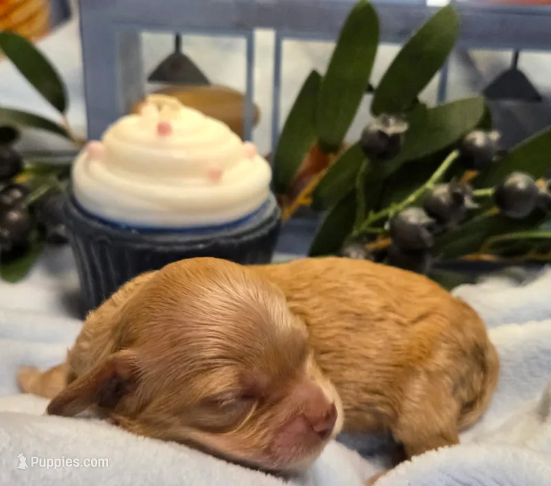 Blueberry Cupcake  – Cockapoo, Bichpoo puppy for sale in Lancaster, OH