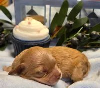 Blueberry Cupcake , a female Cockapoo and Bichpoo for sale in Lancaster, OH – 1 of 1