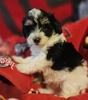 Victor , a male Poodle - Miniature  and Bichpoo for sale in Lancaster, OH – 2 of 9