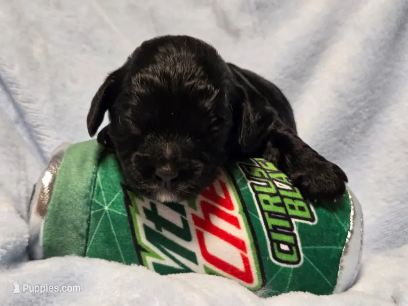 Mountain Chew – Cavapoo puppy for sale in Lancaster, OH