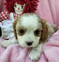 Raggedy Anne , a female Cavalier King Charles Spaniel and Cavachon for sale in Lancaster, OH – 7 of 10
