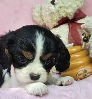 Honey Bear AKC, chocolate carrier, Embark tested, a female Cavalier King Charles Spaniel for sale in Lancaster, OH – 7 of 8
