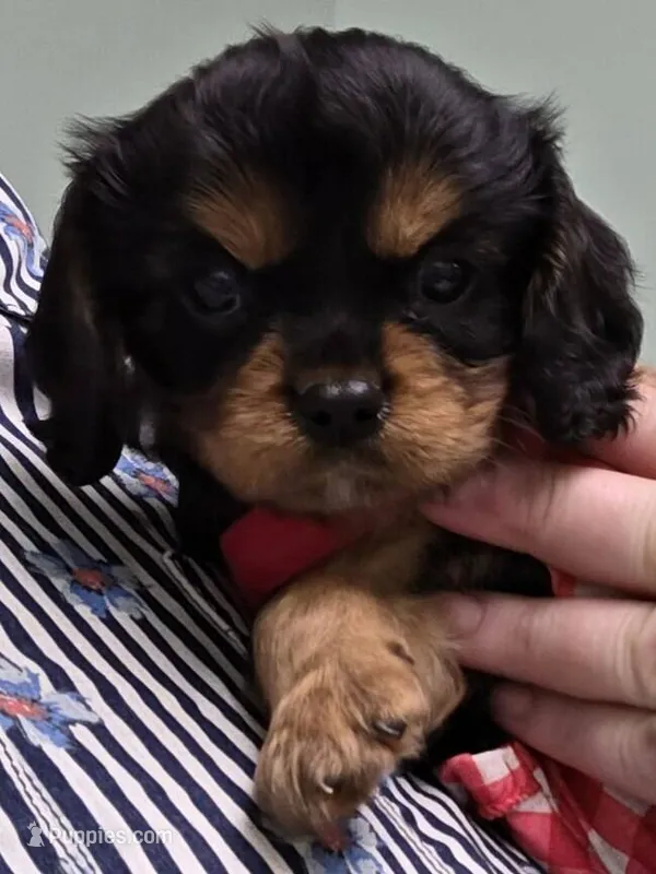 Rosemary  – Cavalier King Charles Spaniel puppy for sale in Lancaster, OH