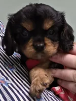Rosemary , a female Cavalier King Charles Spaniel for sale in Lancaster, OH – 1 of 10