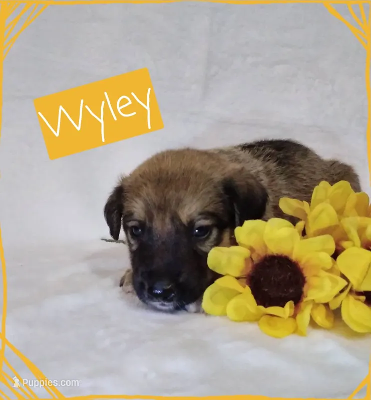 Wyley – German Shepherd Dog, Labradoodle puppy for sale in Lancaster, OH
