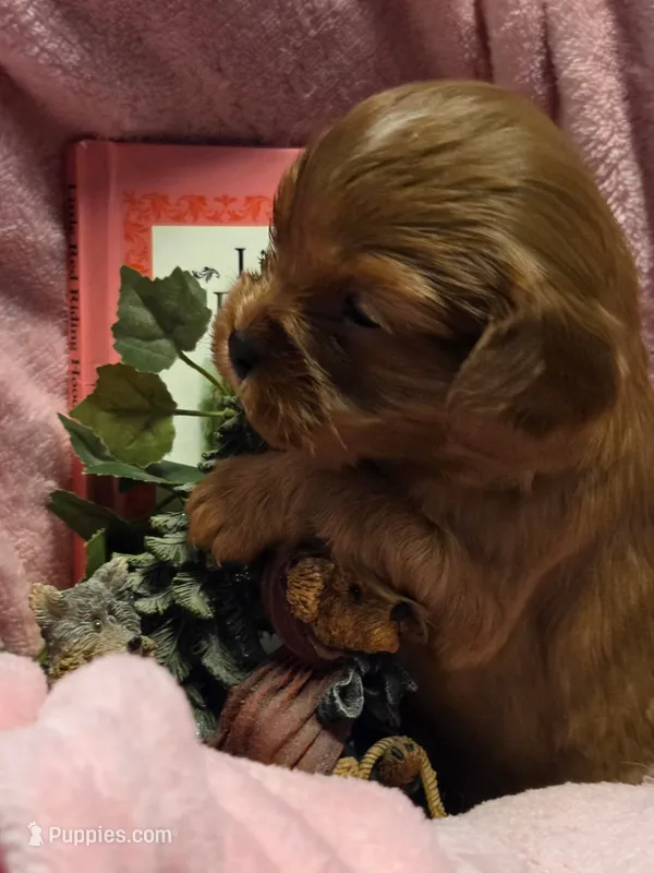 Little Red Riding Hood akc – Cavalier King Charles Spaniel puppy on hold in Lancaster, OH