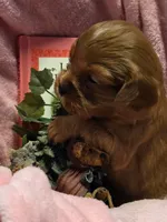 Little Red Riding Hood akc, a female Cavalier King Charles Spaniel for sale in Lancaster, OH – 1 of 10