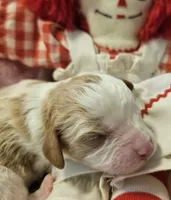Raggedy Anne , a female Cavalier King Charles Spaniel and Cavachon for sale in Lancaster, OH – Photo 5 of 10