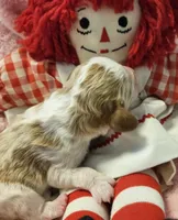 Raggedy Anne , a female Cavalier King Charles Spaniel and Cavachon for sale in Lancaster, OH – Photo 7 of 10