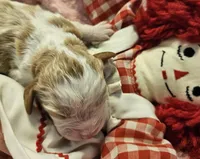 Raggedy Anne , a female Cavalier King Charles Spaniel and Cavachon for sale in Lancaster, OH – Photo 6 of 10