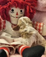 Raggedy Anne , a female Cavalier King Charles Spaniel and Cavachon for sale in Lancaster, OH – Photo 9 of 10